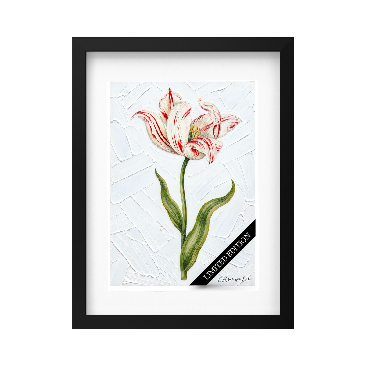 Tulp 02
