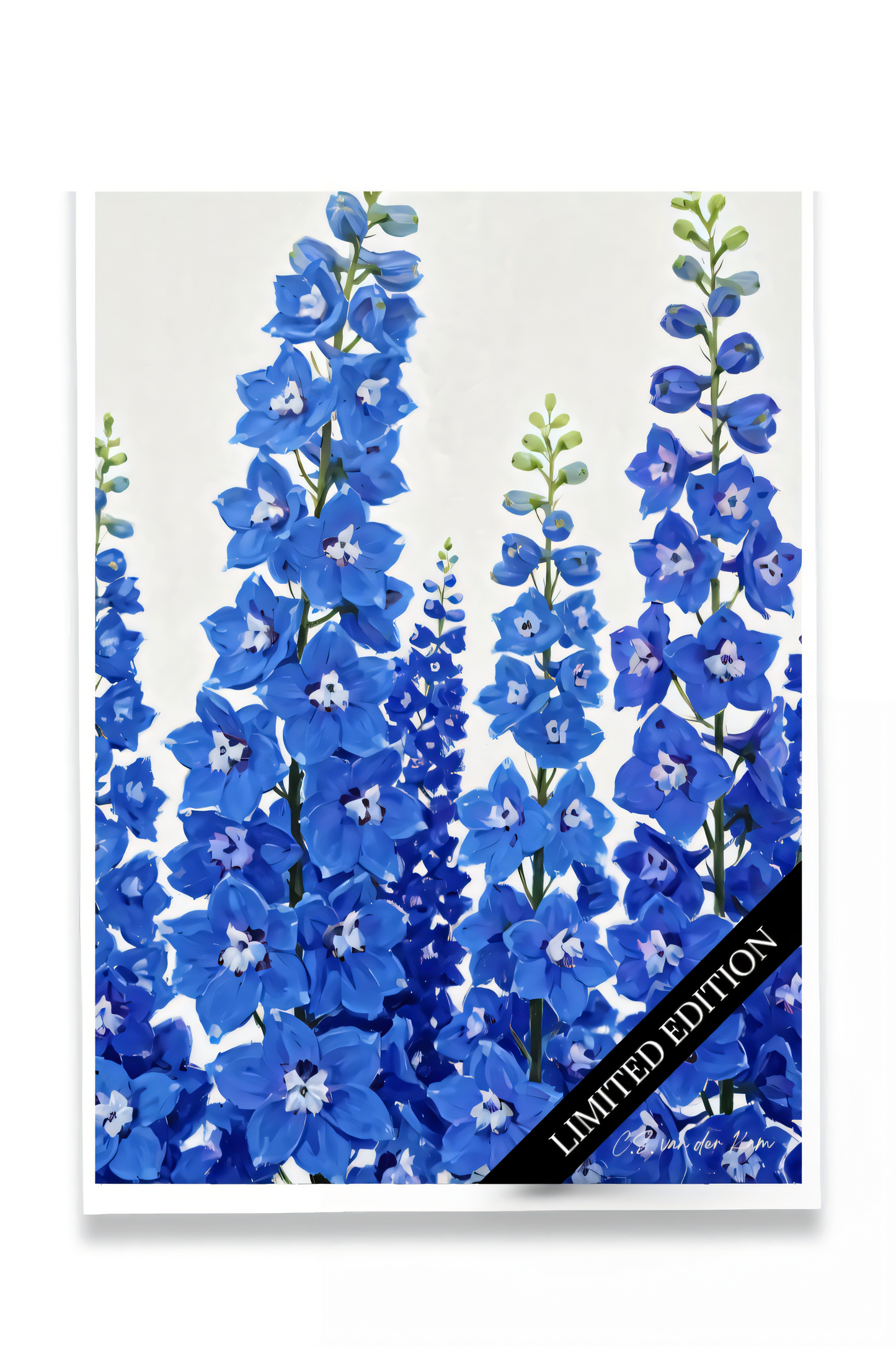 Delphinium