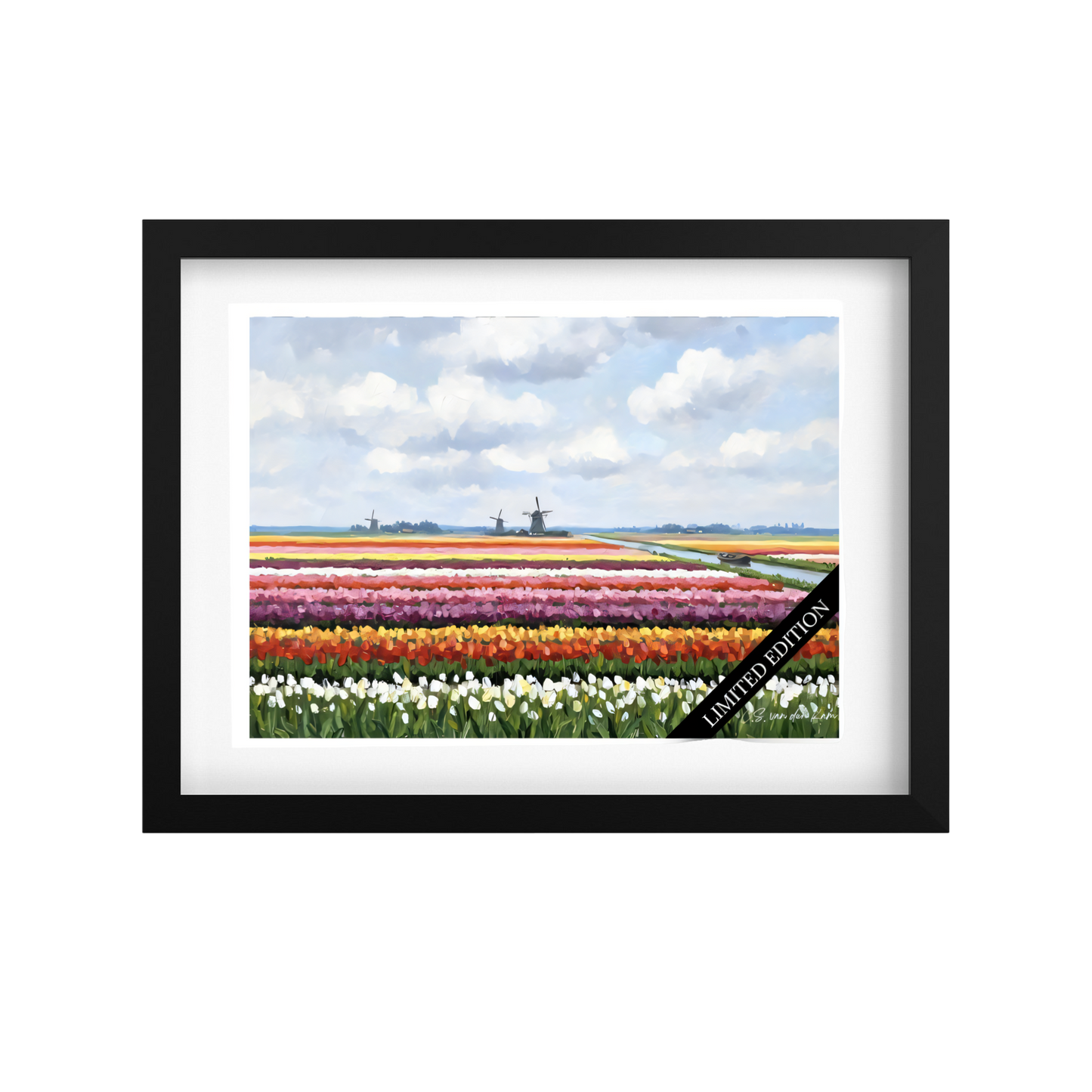 Daylight Tulipfield