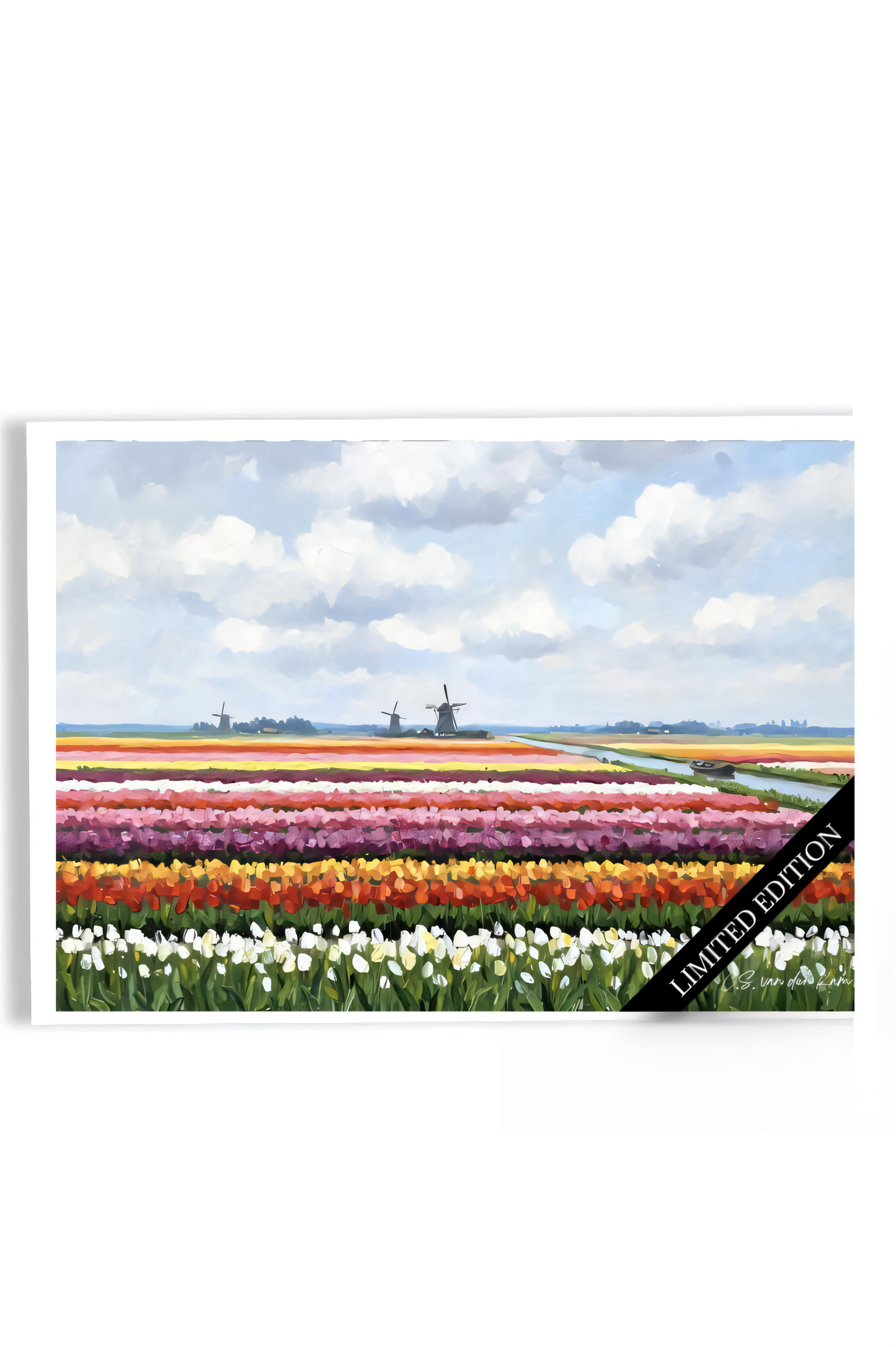 Daylight Tulipfield
